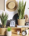 Artificial Potted Plant 63 cm SNAKE PLANT_774036