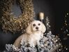 Vánoční girlanda zasněžená s LED osvětlením 270 cm bílá SUNDO_888025