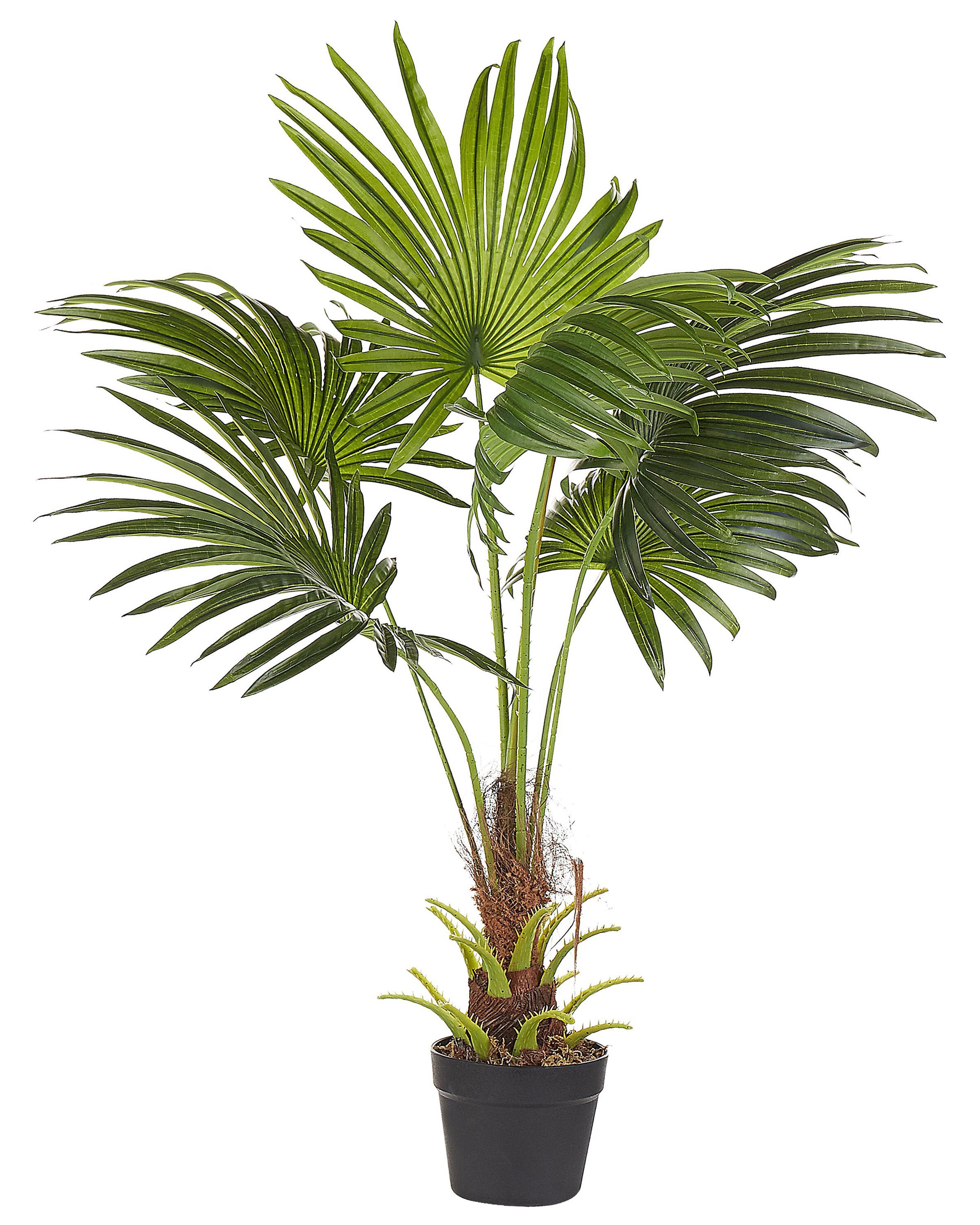 Tekokasvi 100 cm FAN PALM