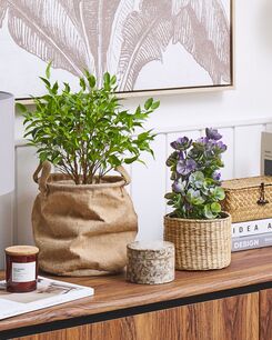 Tekokasvi 31 cm HOUSELEEK PLANT