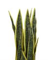 Artificial Potted Plant 63 cm SNAKE PLANT_774037