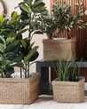 Set of 3 Seagrass Plant Pots Baskets Natural RIVULINE_825039