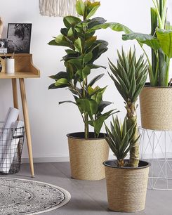 Tekokasvi 134 cm FICUS ELASTICA Tekokasvi 134 cm FICUS ELASTICA