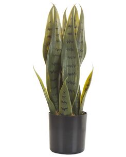 Tekokasvi 40 cm SNAKE PLANT Tekokasvi 40 cm SNAKE PLANT