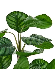 Plante artificielle CALATHEA 78 cm Vert_1185241