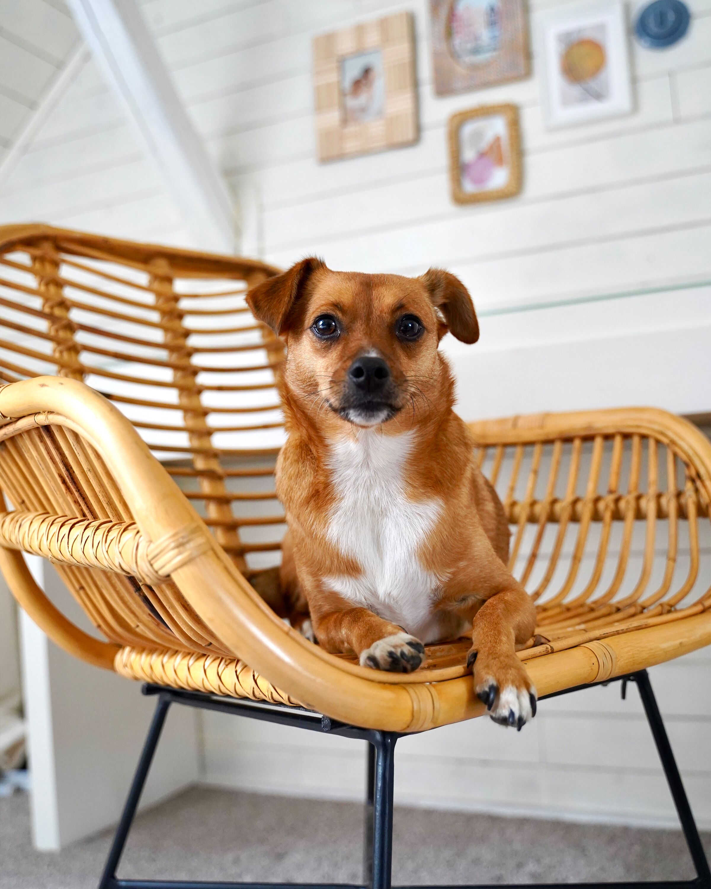 Sedia Rattan Sedia rattan naturale CANORA | Beliani.it