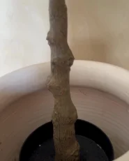 Artificial Plant GINKGO TREE 150 cm Green_1046759