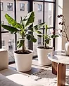 Set of 2 Plant Pots ARMERIA 50 cm White