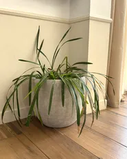 Donica LIXOURI 47 cm Jasnoszary_1063156