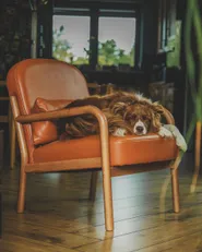 Fauteuil SELDE Cuir Marron doré_1179196