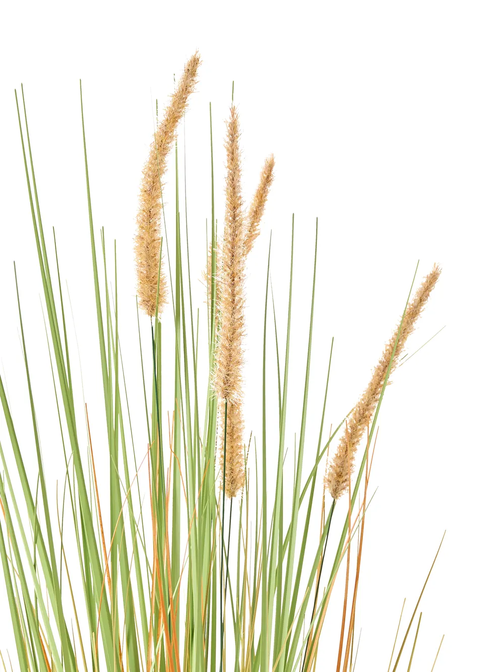 Artificial Plant BRISTLEGRASS 90 cm Green_1018307