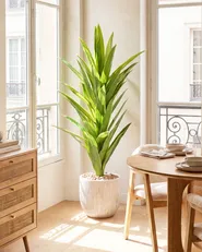 Sztuczna roślina DRACAENA TREE 150 cm Zielony_1103908