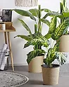 Artificial Plant DIEFFENBACHIA 122 cm Green