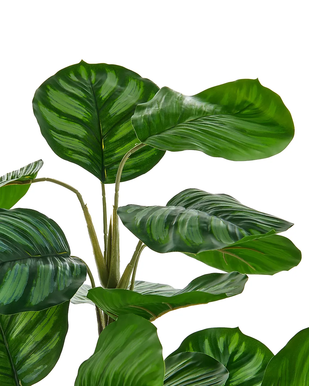 Plante artificielle CALATHEA 78 cm Vert_1185241