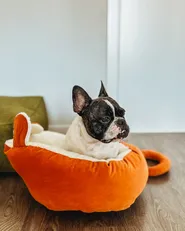 Pet Bed HASSA Velvet Orange_933290