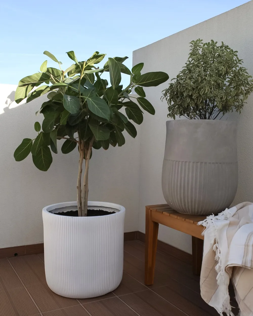flora plant wo kaufen Frauenmantel Tee im Beutel kaufen  Krutertee  Floraplant Schweiz   FLORAPLANT