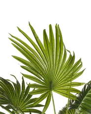 Sztuczna roślina FAN PALM 100 cm Zielony_812312