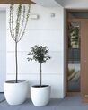 Plant Pot 55 x 55 x 53 cm Off-White KANNIA_887670