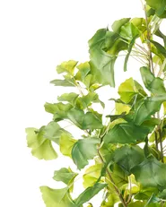Artificial Plant GINKGO TREE 150 cm Green_1028529