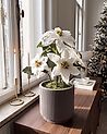 Plante artificielle CHRISTMAS FLOWER 61 cm Blanc