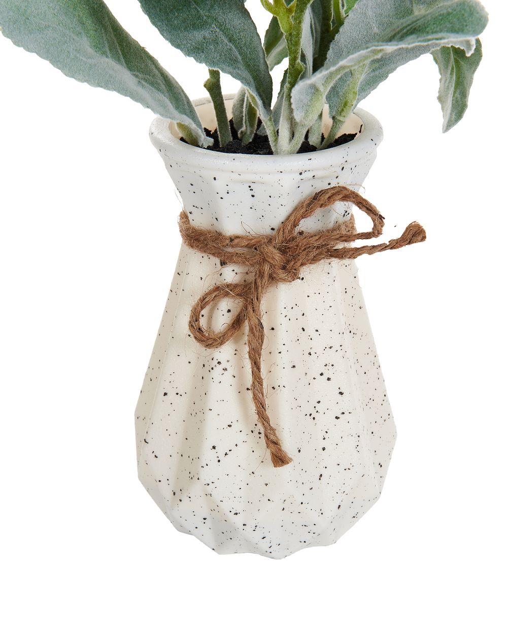 Mini Planta Peperomia Argyreia | Planta De Interior Tipo Sandía | Maceta 15- 25cm | Purifica El Aire Buscar Plantas De Interior