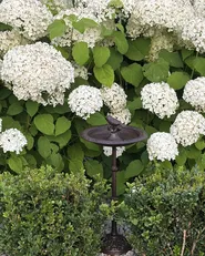 Bird Bath SWALLOW Brown_1012495