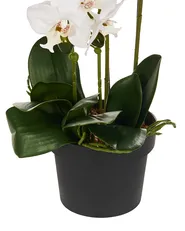 Sztuczna roślina ORCHID 65 cm Biały_947560