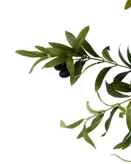Sztuczna roślina OLIVE TREE 178 cm Zielony_950445