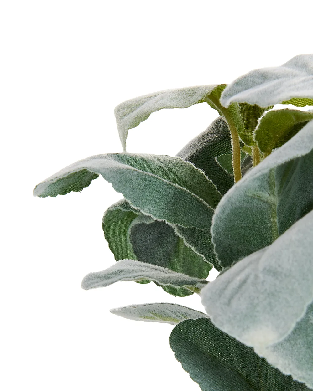 Artificial Plant PEPEROMIA ARGYREIA 30 cm Green_947224
