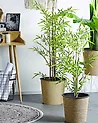 Artificial Plant BAMBUSA VULGARIS 100 cm Green