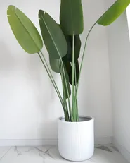 Sztuczna roślina BANANA TREE 187 cm Zielony_1047824