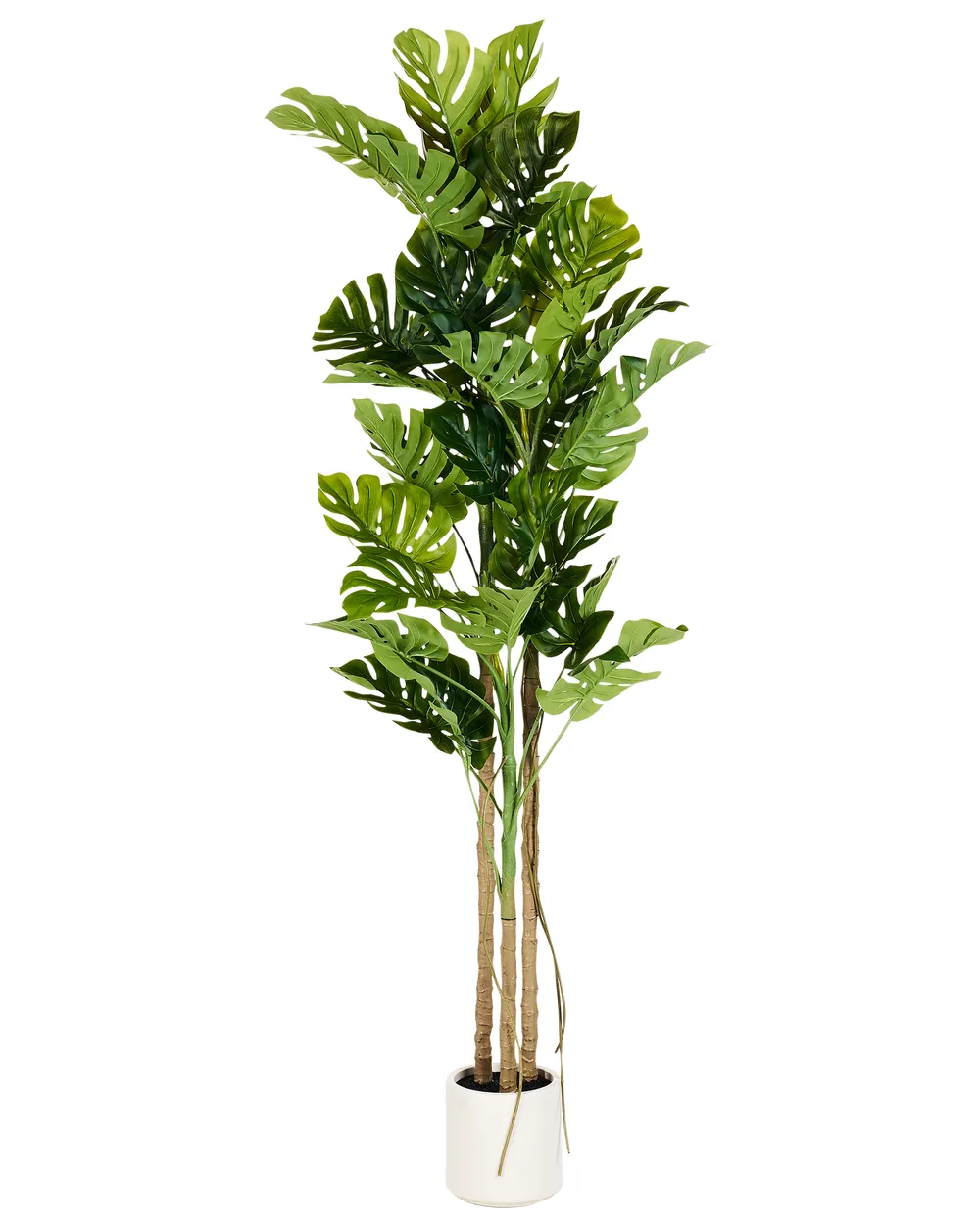 japanischer liguster hecke Japanischer Liguster - Ligustrum japonicum 'rotundifolium' main image 1