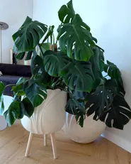 Blumentopf mit Beinen ARPONE 36 cm Hellbeige_1173908