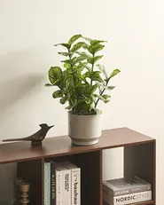 Sztuczna roślina ORBIFOLIA 50 cm Zielony_1069511