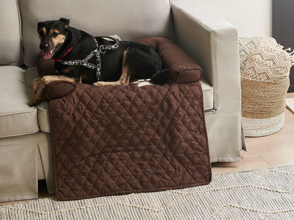 Brown dog sofa sale