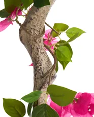 Sztuczna roślina BOUGAINILLEA TREE 180 cm Różowy_1090880
