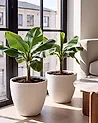Set of 2 Plant Pots FRITILLARIA 50 cm Off-White
