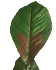 Pianta artificiale PURPURATA 130 cm Rosso_1103898