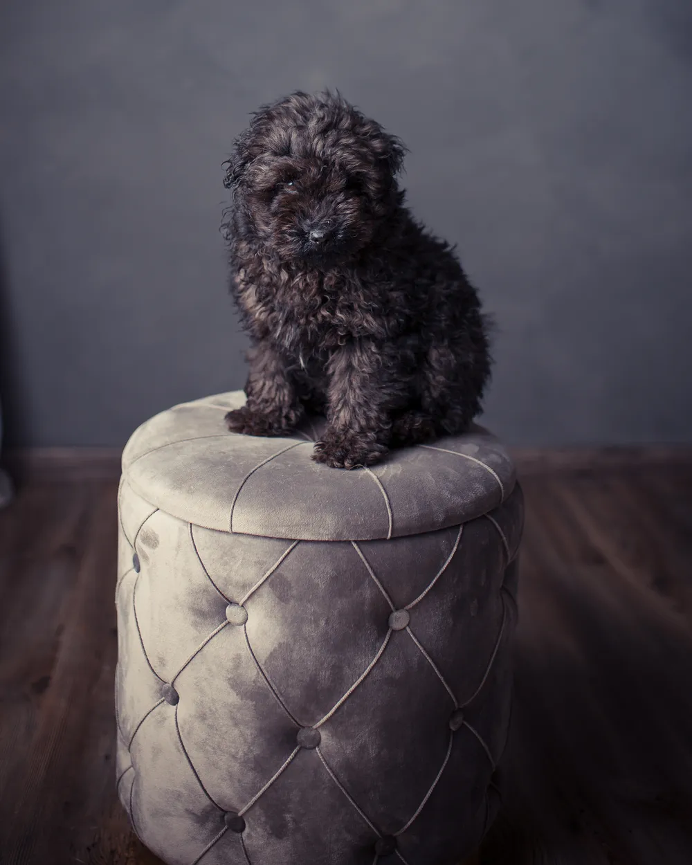 Lounge Pug - Ronde Poef - Zitzak - Fluweel Antraciet– Big Bertha Original NL