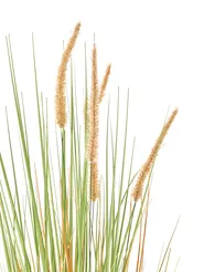 Artificial Plant BRISTLEGRASS 90 cm Green_1018307