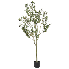 OLIVE TREE
