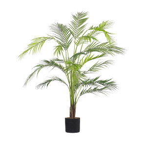 ARECA PALM