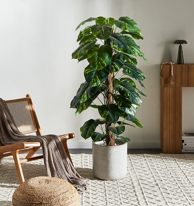 DIEFFENBACHIA