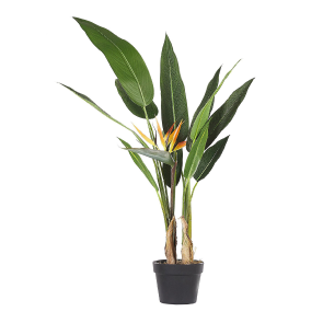 STRELITZIA TREE