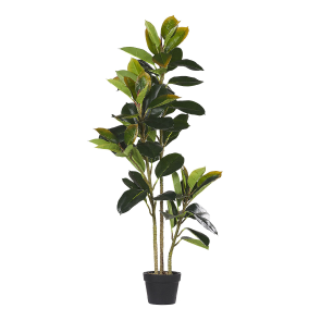 FICUS ELASTICA