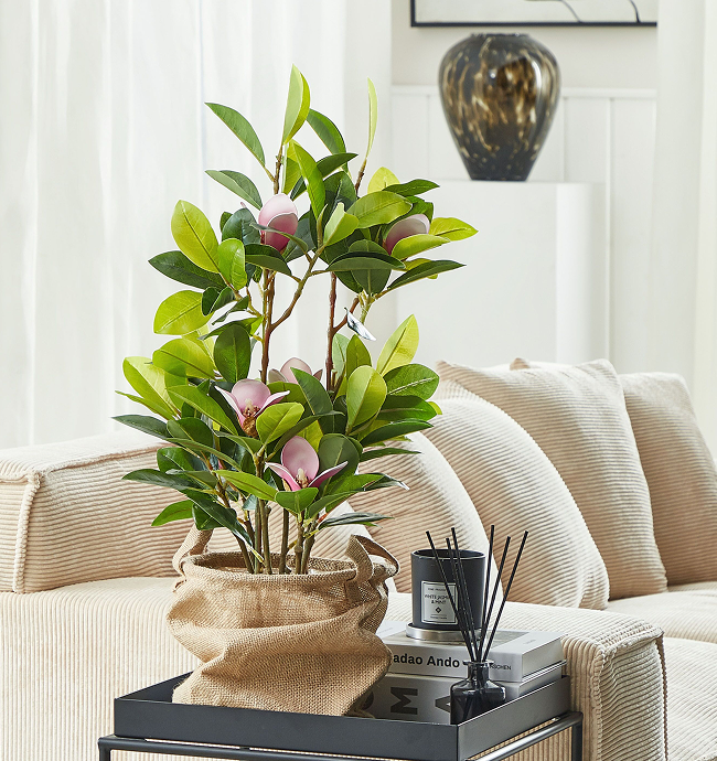 MAGNOLIA