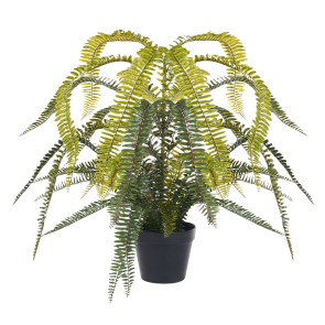 FERN LEAF PLANT