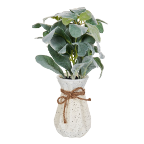 PEPEROMIA ARGYREIA