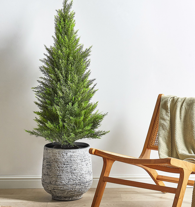 CEDAR TREE