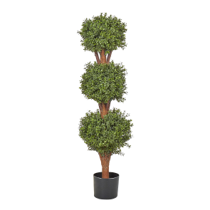 BUXUS BALL TREE
